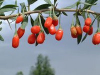 Goji Berries,Lycium Barbarum