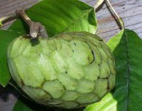 Anona,annona coriacea