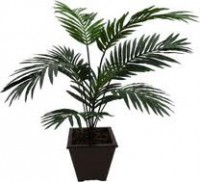 Palmeira do Paraiso ,Kentia